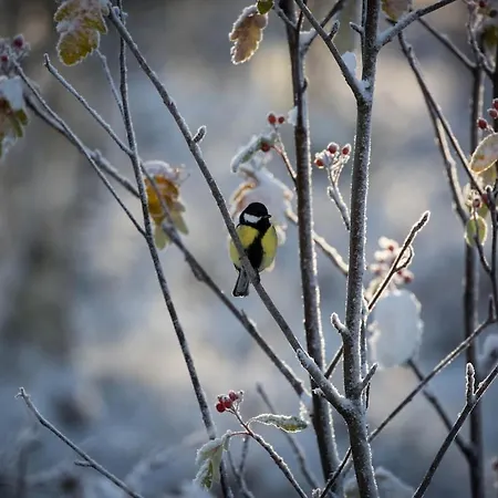 Pahta, Than Just Villa *