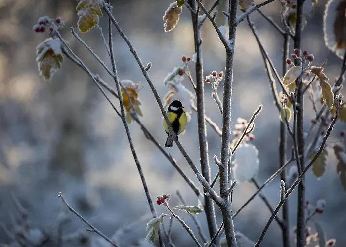 Pahta, Than Just Villa *